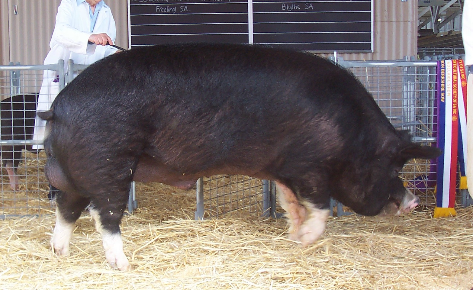Descent Pig And Hog Fileshare